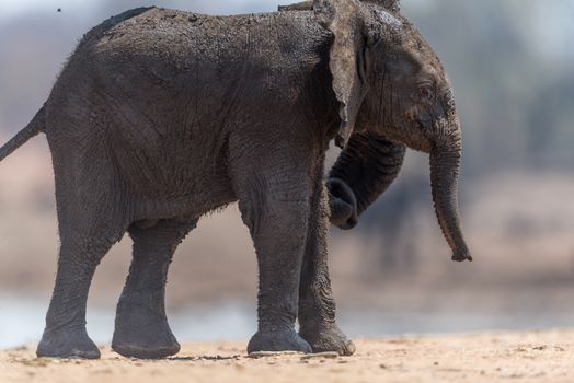 Elephant calf, baby elephant in the wilderness of Africa