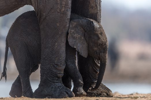 Elephant calf, baby elephant in the wilderness of Africa