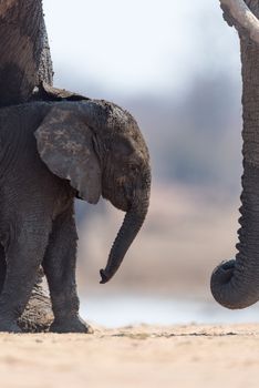 Elephant calf, baby elephant in the wilderness of Africa