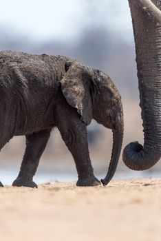 Elephant calf, baby elephant in the wilderness of Africa