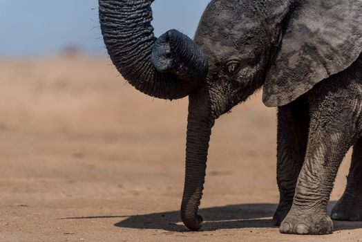 Elephant calf, baby elephant in the wilderness of Africa