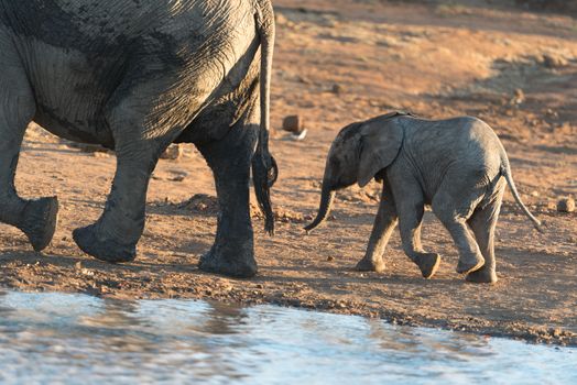 Elephant calf, baby elephant in the wilderness of Africa