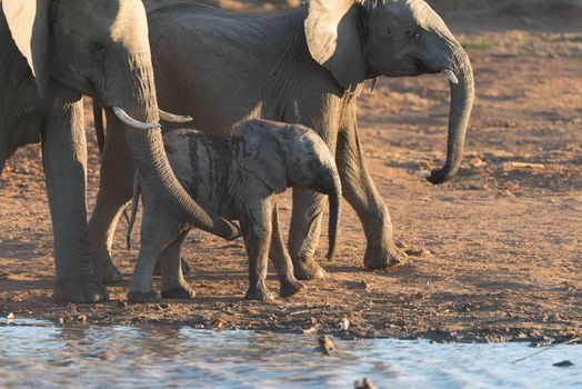 Elephant calf, baby elephant in the wilderness of Africa