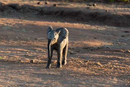 Elephant calf, baby elephant in the wilderness of Africa