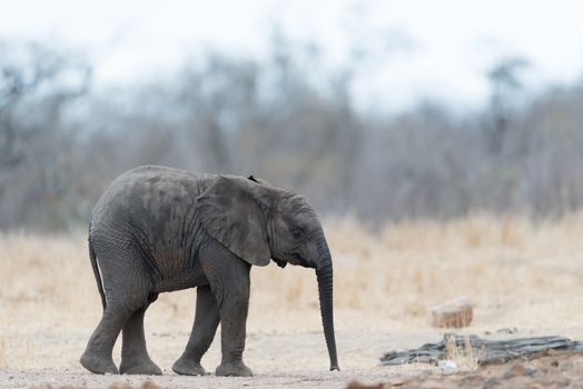 Elephant calf, baby elephant in the wilderness of Africa