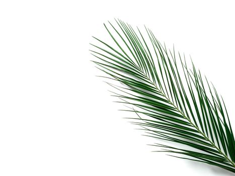 Palm leaves isolated on white background. Tropical palm leaves top view or flat lay. Copy space for text or design. Tropical palm leave, jungle leave floral pattern background