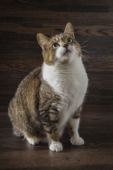 funny looking mixed breed cat against a dark wood background