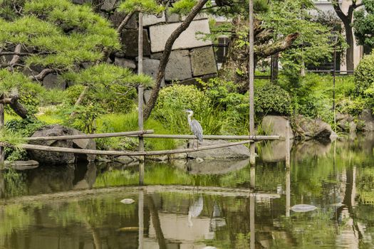 Japanese heron in the Shinji Pond in the public garden of Hibiya Park bordering the southern moat of the Imperial Palace. The word Shinji is composed of 2 ideograms which are the heart and the form. This type of lake whose contours follow the shape of the ideogram "heart" has several examples in the country.