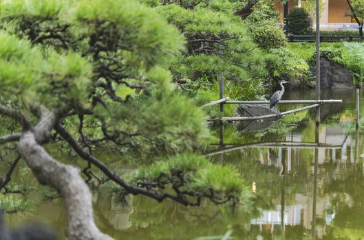 Pine tree and Japanese heron in the Shinji Pond in the public garden of Hibiya Park bordering the southern moat of the Imperial Palace. The word Shinji is composed of 2 ideograms which are the heart and the form. This type of lake whose contours follow the shape of the ideogram "heart" has several examples in the country.