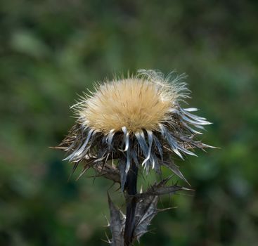 Carline Thistle flower head with spiky foliage.