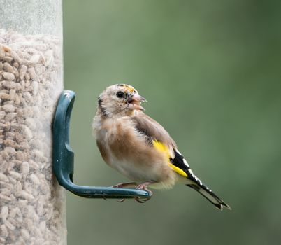 Juvemile European Goldfinch with adult plumage feathers growing through. On sunflower feeder.