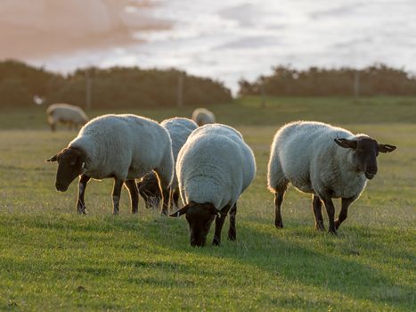 Suffolk Sheep ewes back lit by rising sun on Seaford Head in East Sussex.