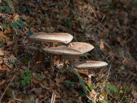 Fungi on Roadside Verge