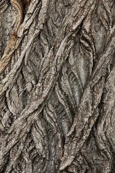 Natural bark background or texture.  Abstract pattern.