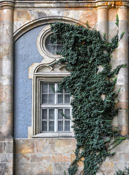 Old wooden window overgrown with ivy in fall