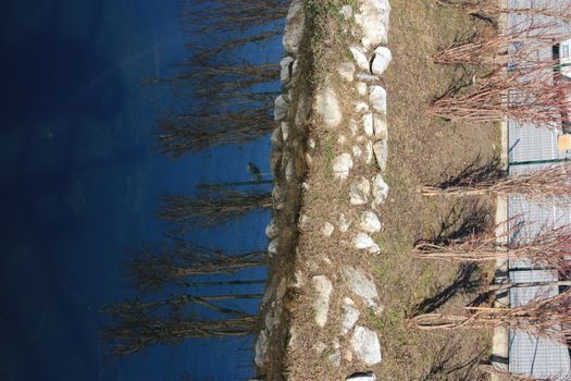 blue water of a pond or small river on the surface of which the reflection of the plants growing on the side is reflected into the wild