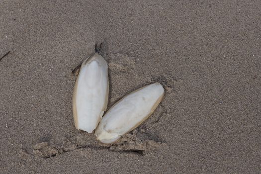 Found, natural Cuttlefish bone aka cuttlebone, the internal shell of cephalopod. On sand. Fed to pet birds.