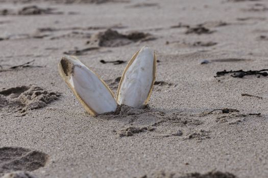 Found, natural Cuttlefish bone aka cuttlebone, the internal shell of cephalopod. On sand. Fed to pet birds.