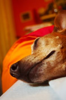 head or muzzle of an old brown pinscher breed dog with white fur while sleeping peacefully in a bed in a reddish room