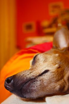 head or muzzle of an old brown pinscher breed dog with white fur while sleeping peacefully in a bed in a reddish room