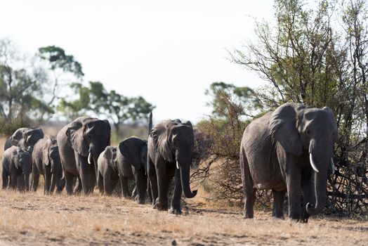 Herd of elephants in the wilderness of Africa