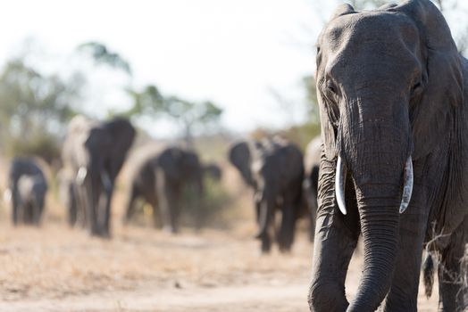 Herd of elephants in the wilderness of Africa