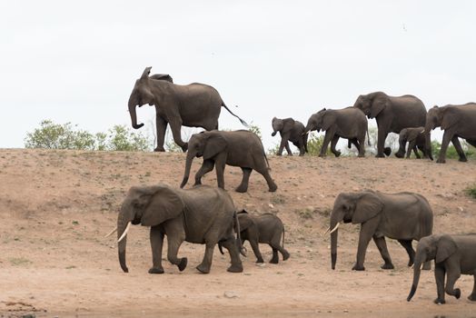 Herd of elephants in the wilderness of Africa