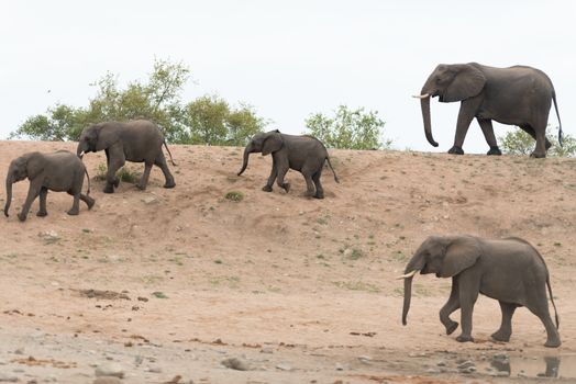 Herd of elephants in the wilderness of Africa