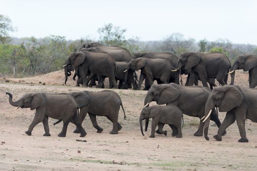 Herd of elephants in the wilderness of Africa