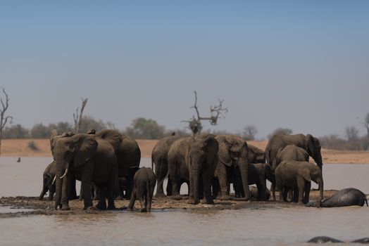 Herd of elephants in the wilderness of Africa