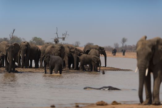 Herd of elephants in the wilderness of Africa