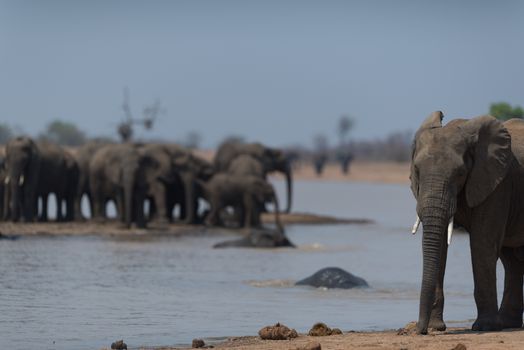 Herd of elephants in the wilderness of Africa