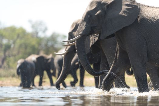 Herd of elephants in the wilderness of Africa