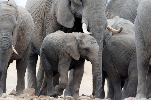 Herd of elephants in the wilderness of Africa