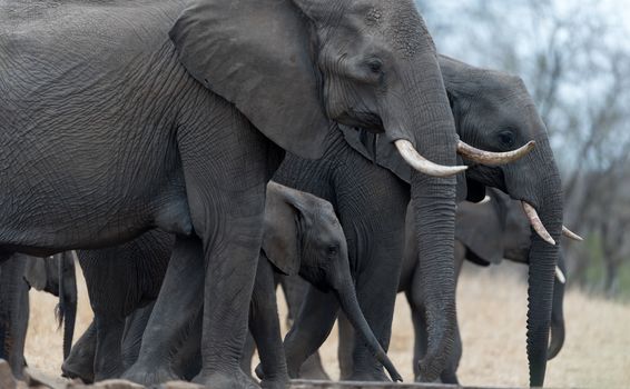 Herd of elephants in the wilderness of Africa