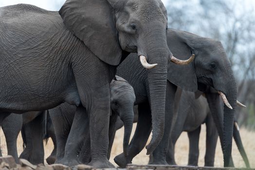 Herd of elephants in the wilderness of Africa