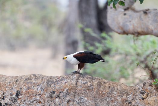 African fish eagle in the wilderness