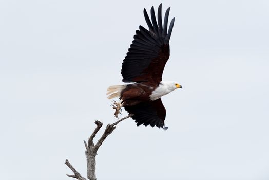 African fish eagle in the wilderness