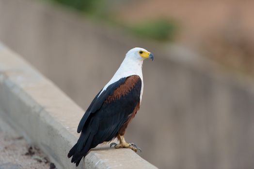 African fish eagle in the wilderness