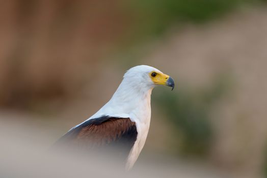 African fish eagle in the wilderness