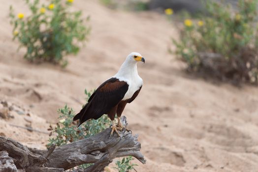 African fish eagle in the wilderness