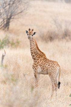 Giraffe in the wilderness of Africa