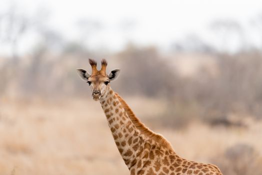 Giraffe in the wilderness of Africa