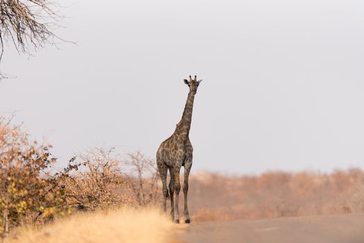 Giraffe in the wilderness of Africa