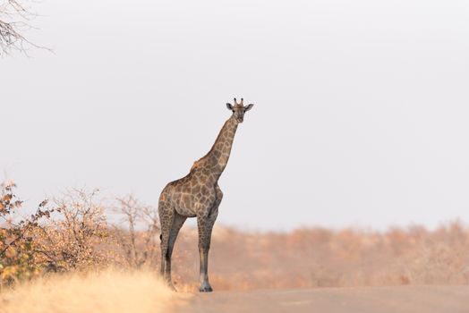 Giraffe in the wilderness of Africa