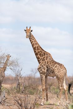 Giraffe in the wilderness of Africa