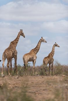 Giraffe in the wilderness of Africa