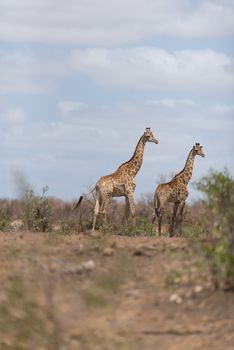 Giraffe in the wilderness of Africa