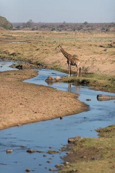 Giraffe in the wilderness of Africa