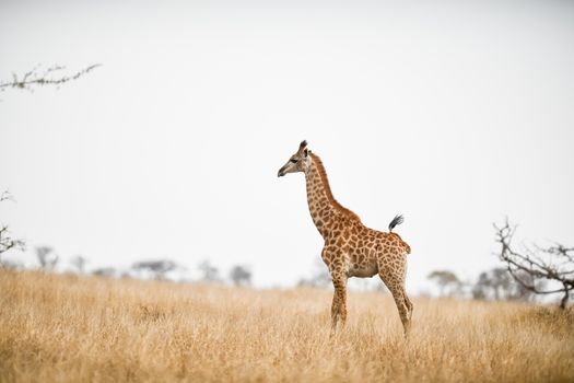 Giraffe in the wilderness of Africa